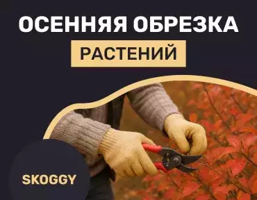 Растения, которые не следует обрезать осенью
